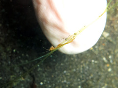 Caprella