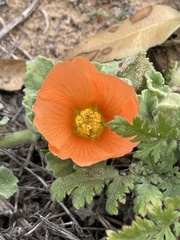 Sphaeralcea lindheimeri