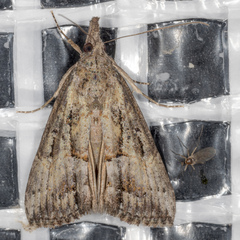 Hypena scabra