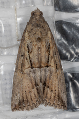 Hypena scabra
