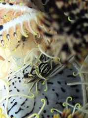 Ceratocarcinus longimanus