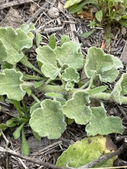 Sphaeralcea lindheimeri