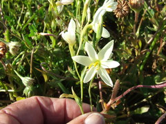 Hesperantha bachmannii