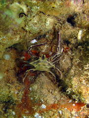 Ceratocarcinus longimanus