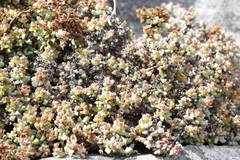 Oscularia deltoides