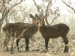 Kobus ellipsiprymnus defassa