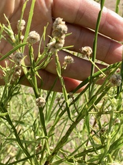 Baccharis microcephala