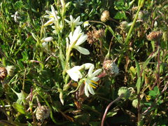 Hesperantha bachmannii
