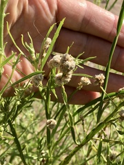 Baccharis microcephala