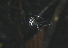 Leucauge argentina