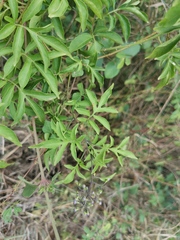 Solanum seaforthianum