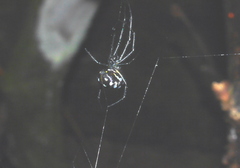 Leucauge argentina