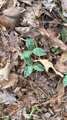 Trillium recurvatum