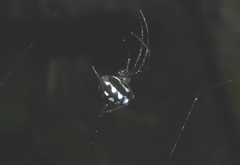 Leucauge argentina