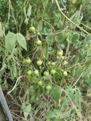 Solanum seaforthianum