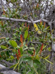 Colliguaja odorifera