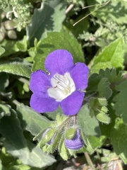 Phacelia patuliflora