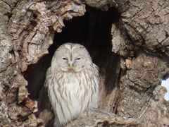 Strix uralensis