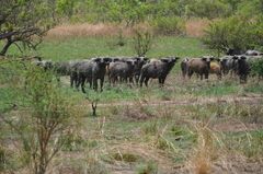 Syncerus caffer brachyceros