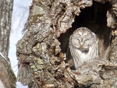 Strix uralensis