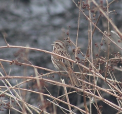 Melospiza melodia