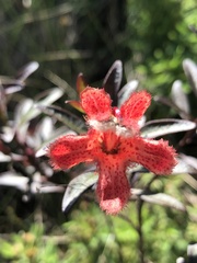 Esterhazya splendida