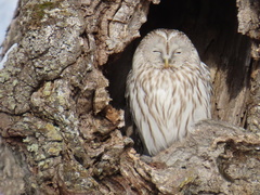 Strix uralensis
