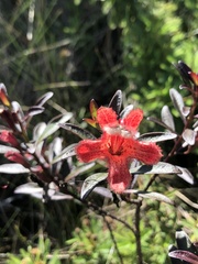 Esterhazya splendida