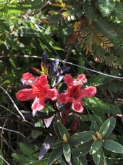 Esterhazya splendida