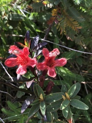 Esterhazya splendida