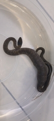 Crotaphopeltis hotamboeia