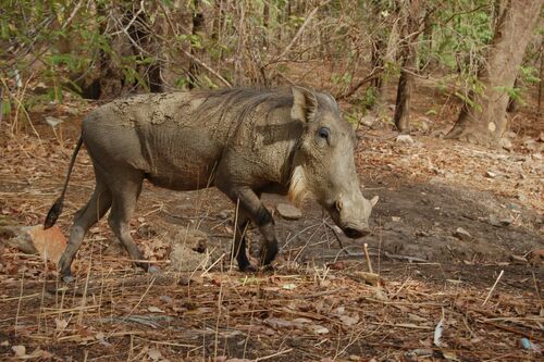Northern Warthog