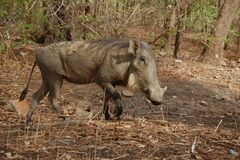 Phacochoerus africanus