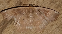 Paragonia cruraria
