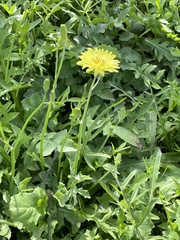 Pyrrhopappus pauciflorus
