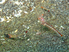 Cuapetes tenuipes