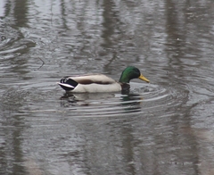 Anas platyrhynchos