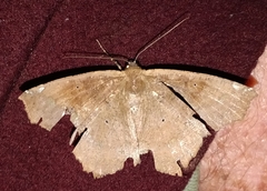 Paragonia cruraria
