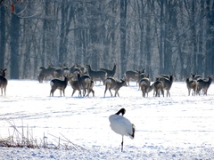 Cervus nippon yesoensis