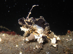 Cyclocoeloma tuberculatum
