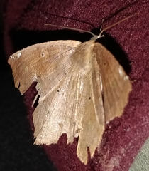 Paragonia cruraria