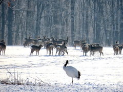 Cervus nippon yesoensis