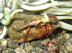 Dardanus sanguinolentus