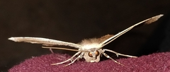 Paragonia cruraria