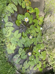 Nymphaea ampla