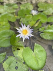 Nymphaea ampla
