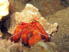 Dardanus megistos