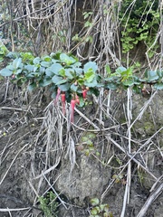 Ribes speciosum