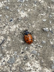 Hippodamia convergens