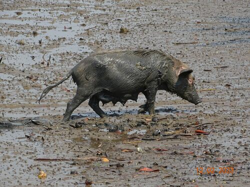 Domestic Pig